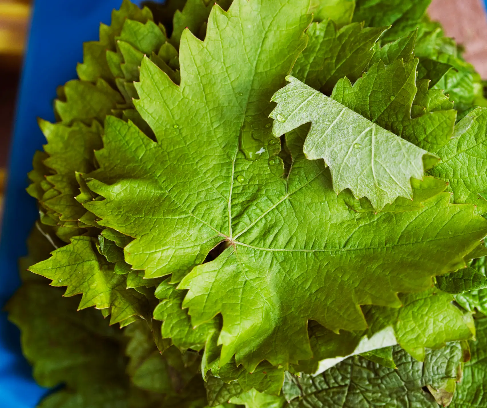 Grape-leaves-2600 Grape Leaves