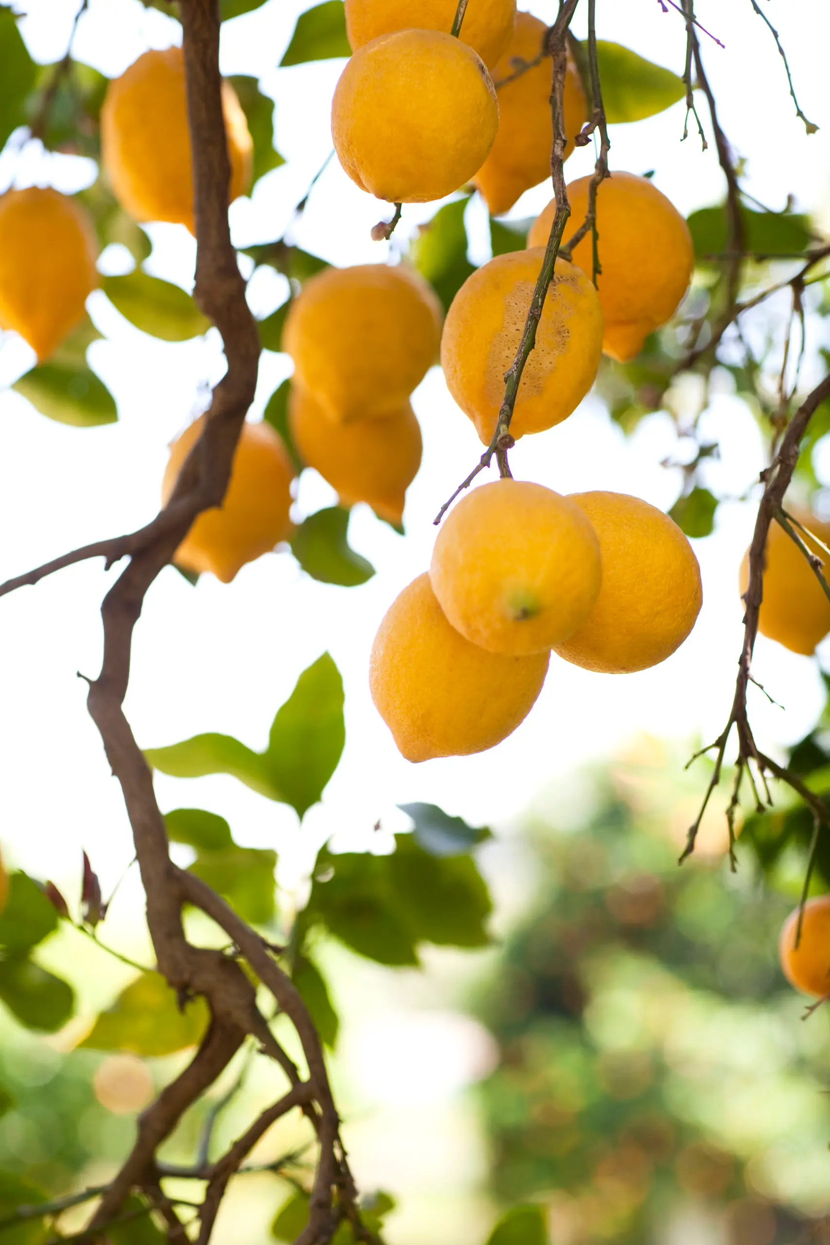 Lemon-tree-4691 Lemon tree