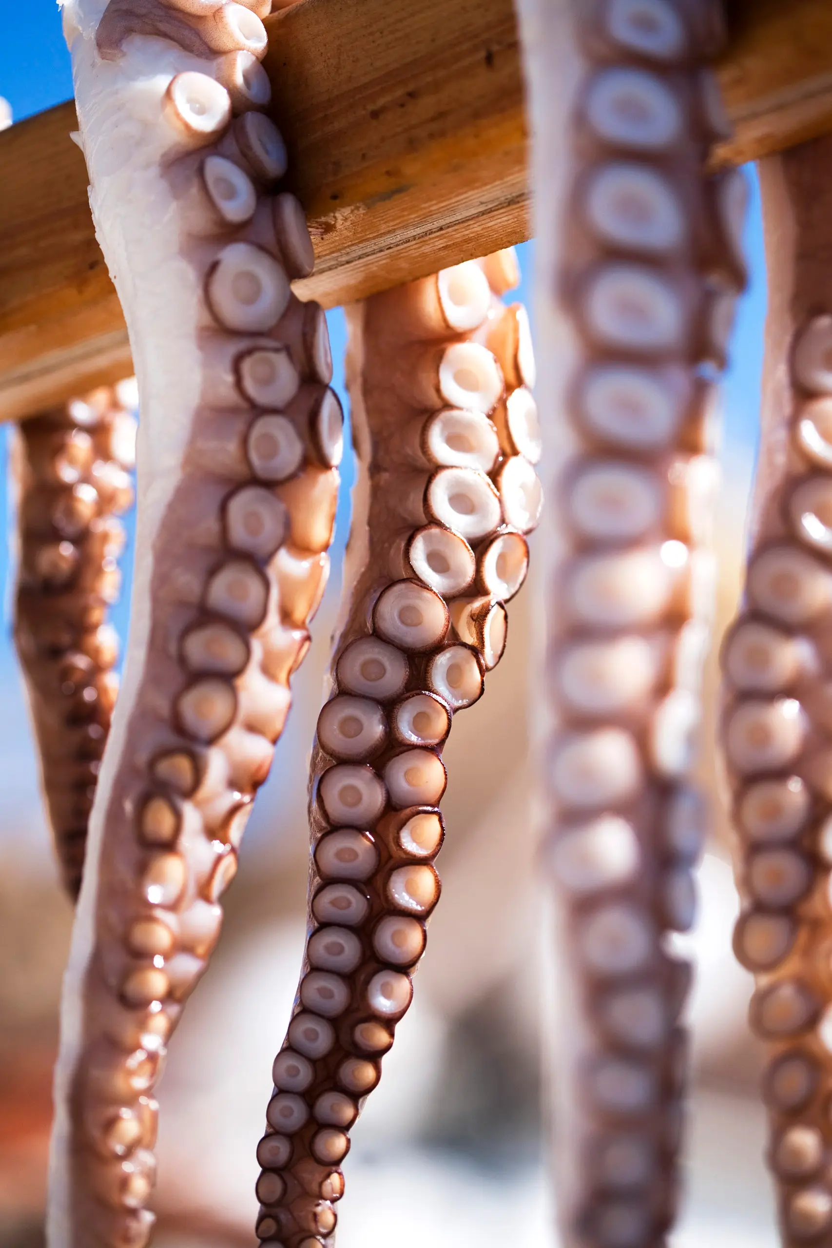 Octopus-drying-2225